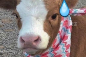 娱乐吃瓜酱考拉