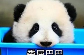 娱乐吃瓜酱大熊猫生气